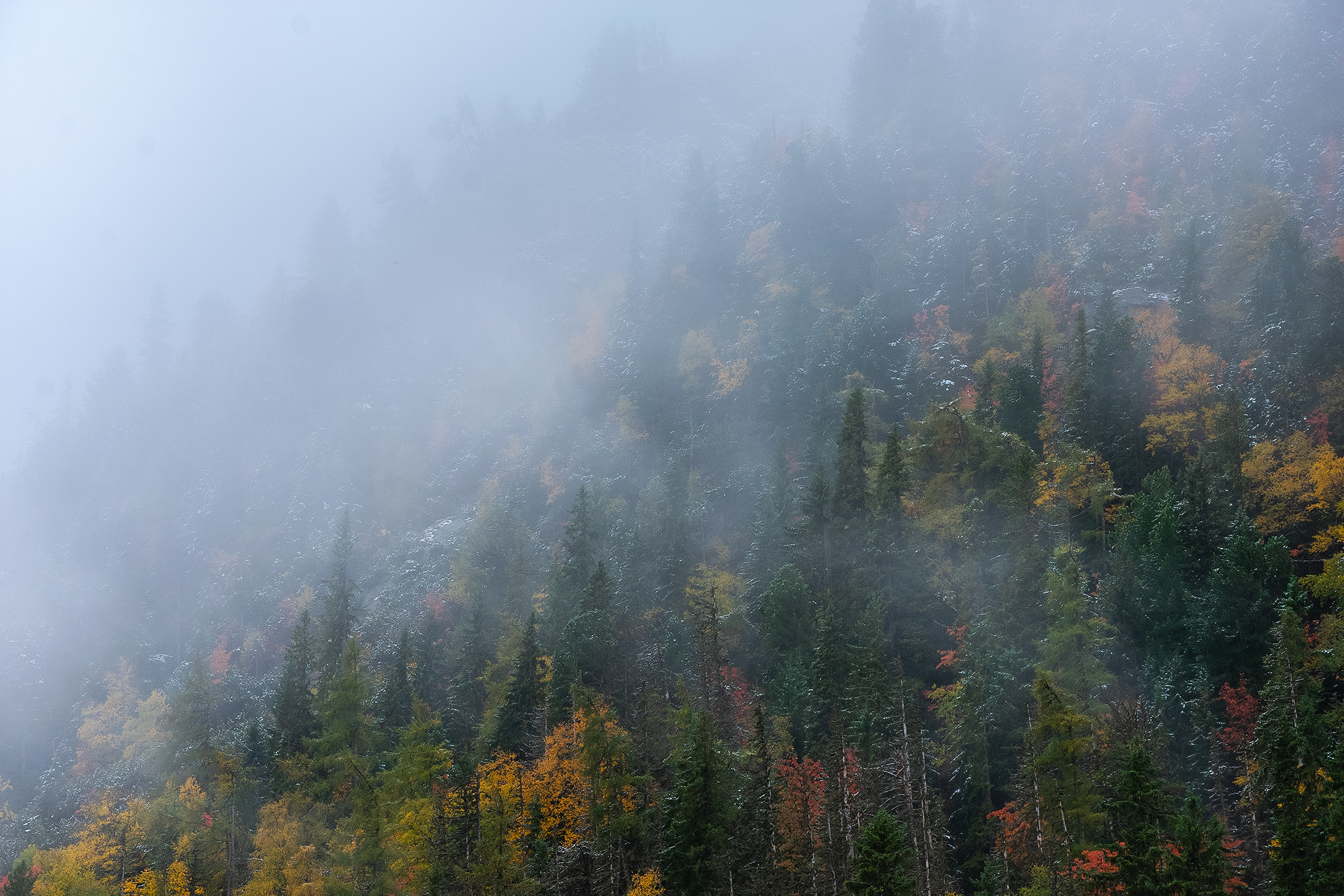 Tatranský les v říjnu II