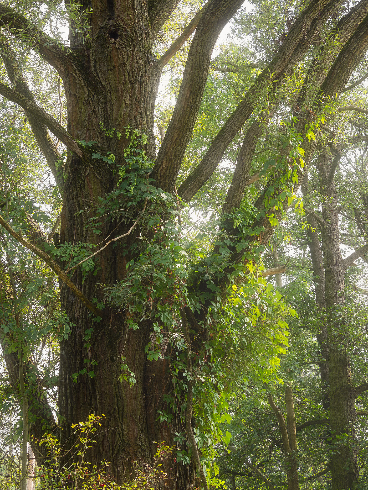 Tree Trunk Portrait
