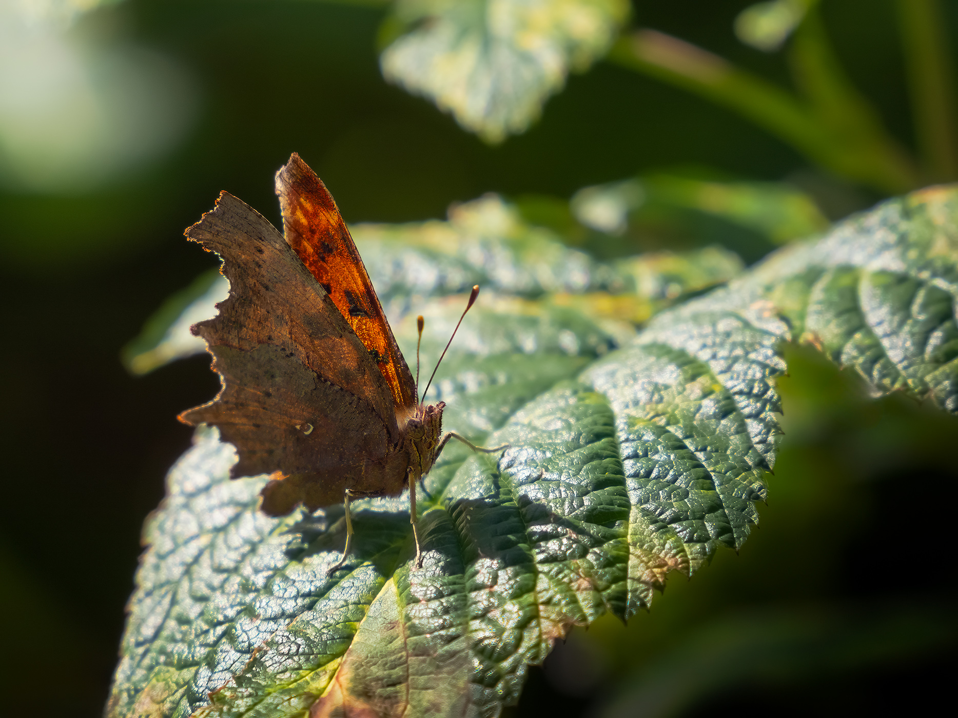 Polygonia c-album