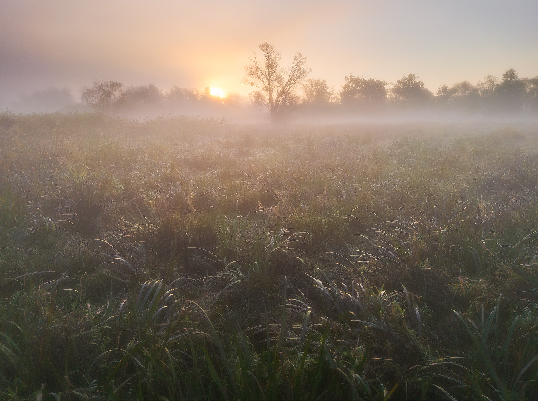 Morning in the Wetland
