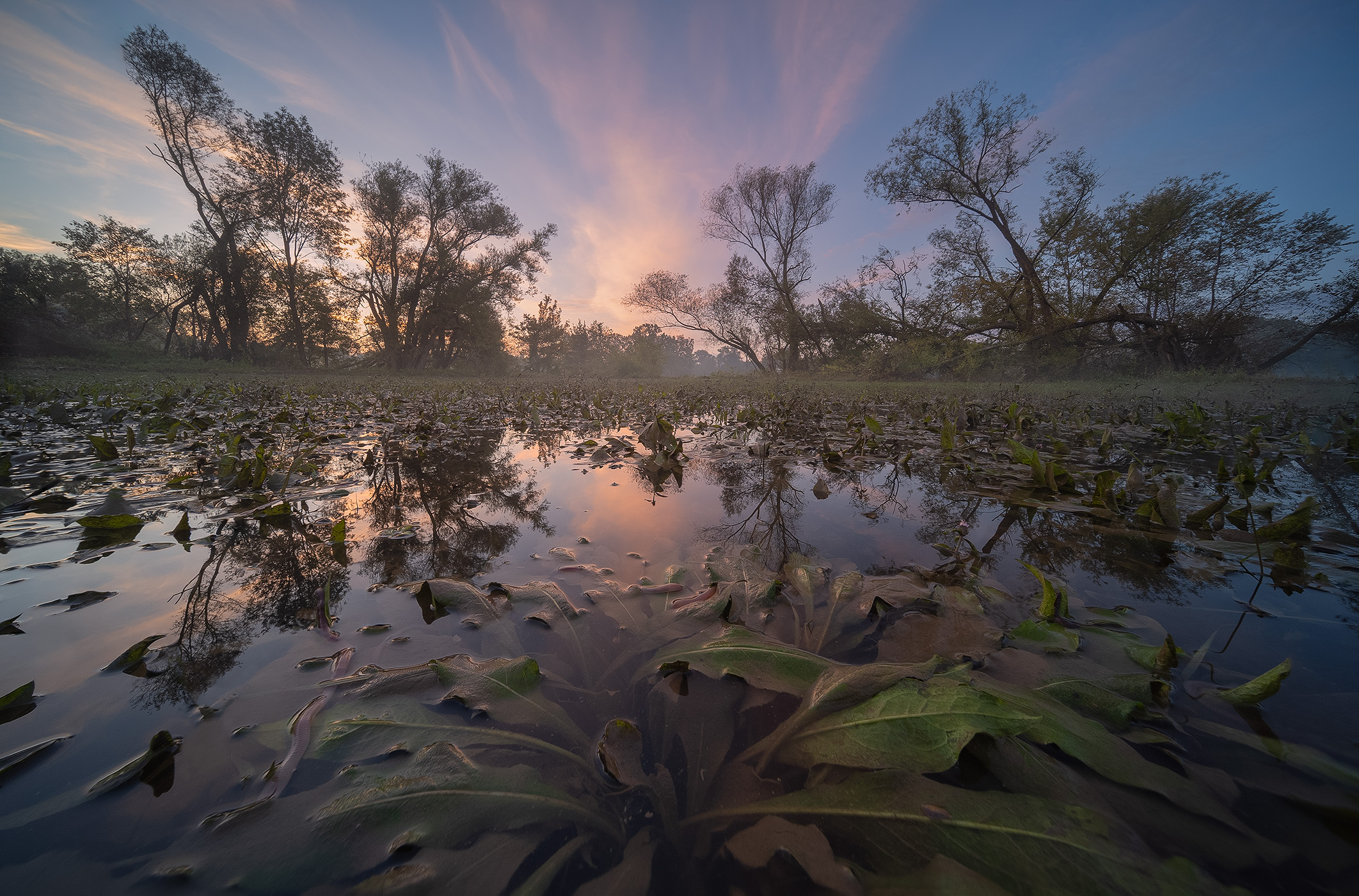 Žížaly na zaplavených loukách