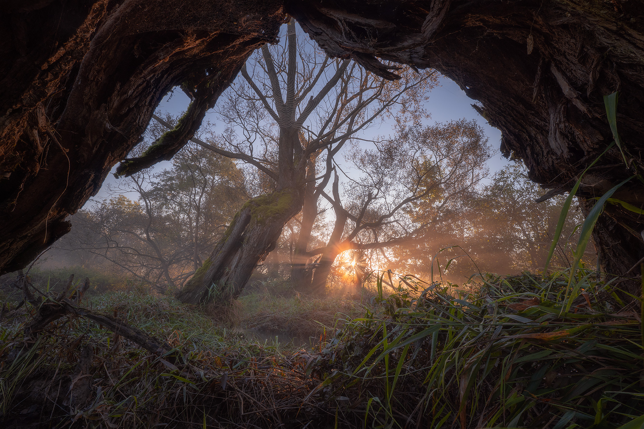 Old Willows