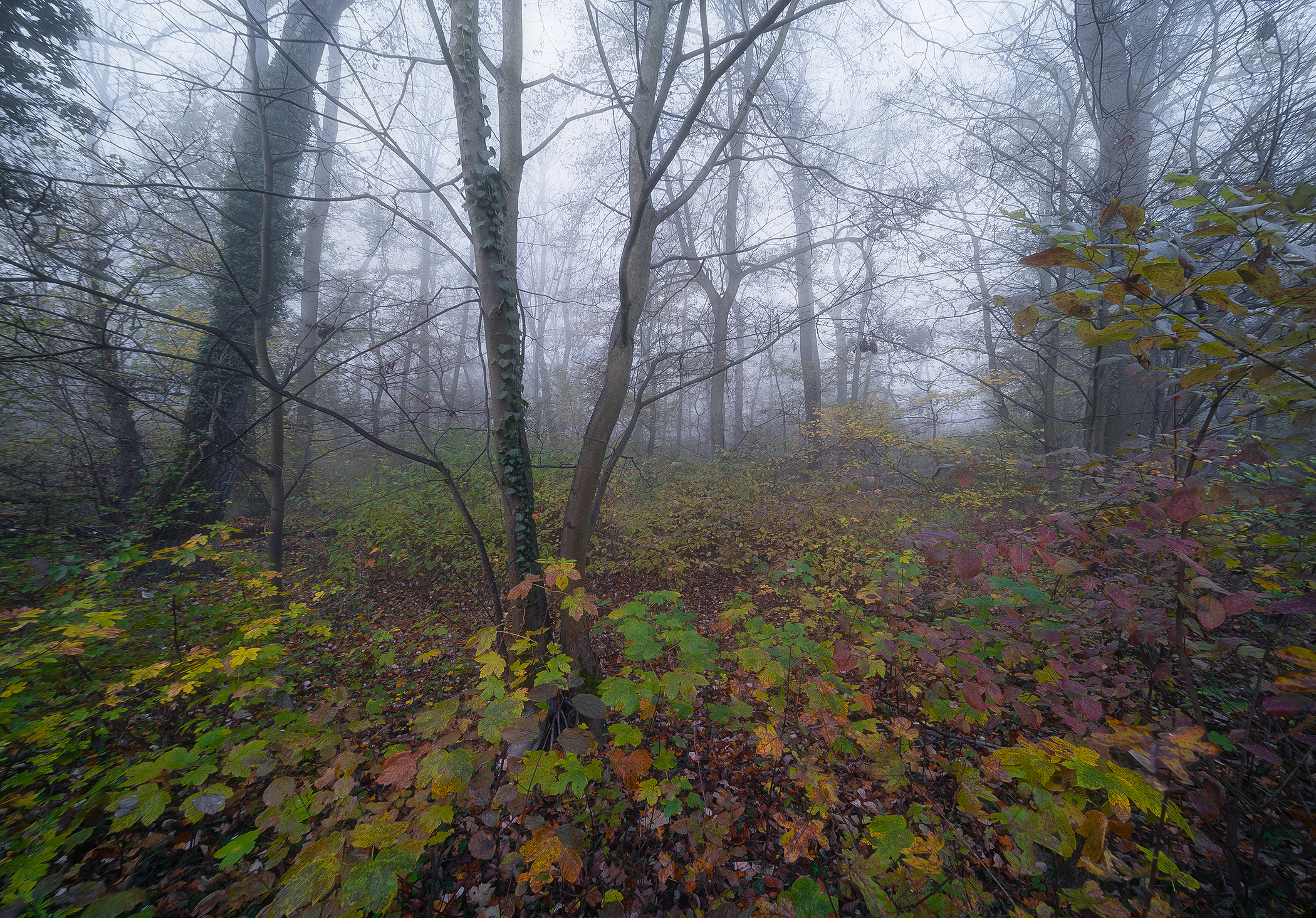 Autumn in Moravia Floodplains
