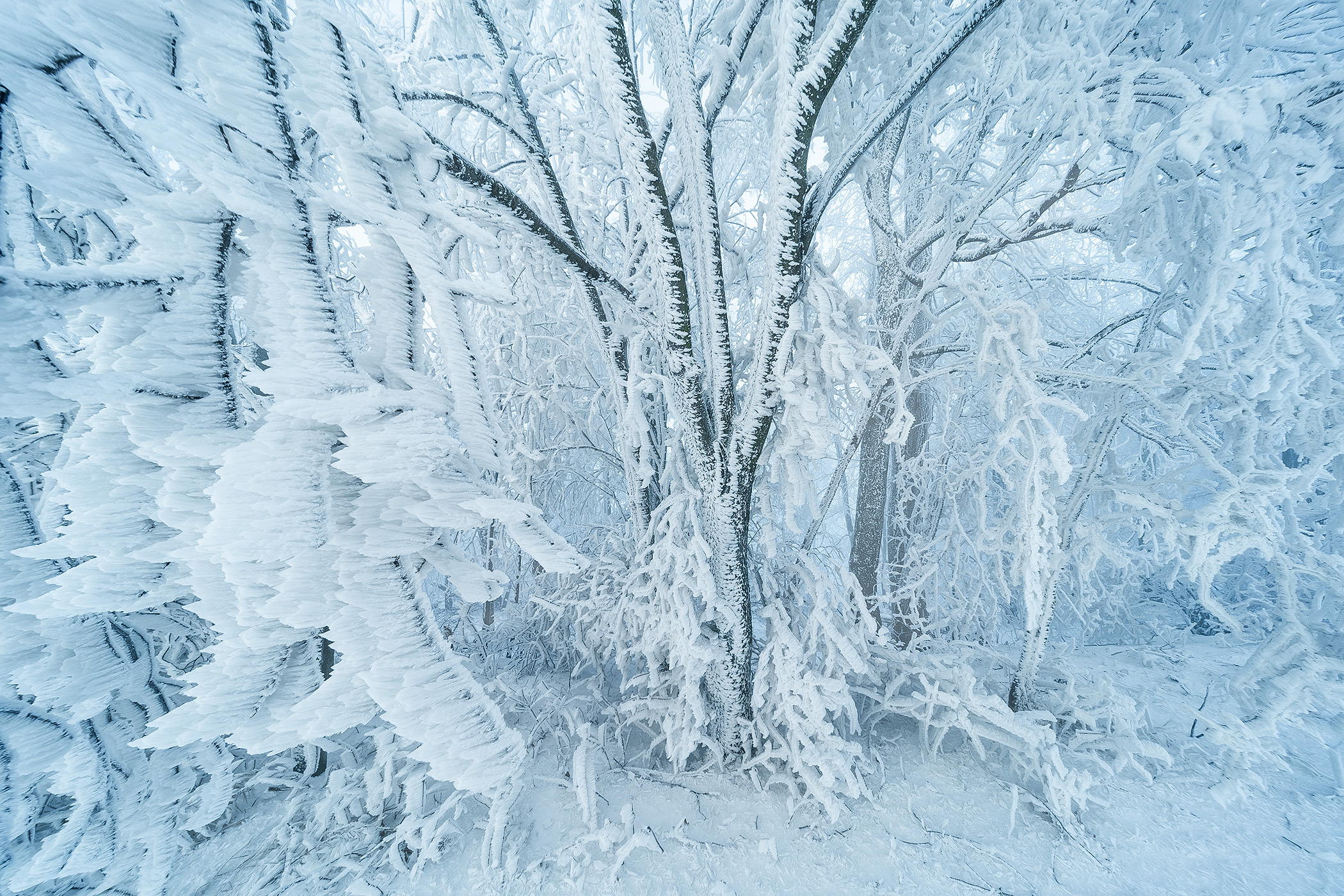 Frost Trees