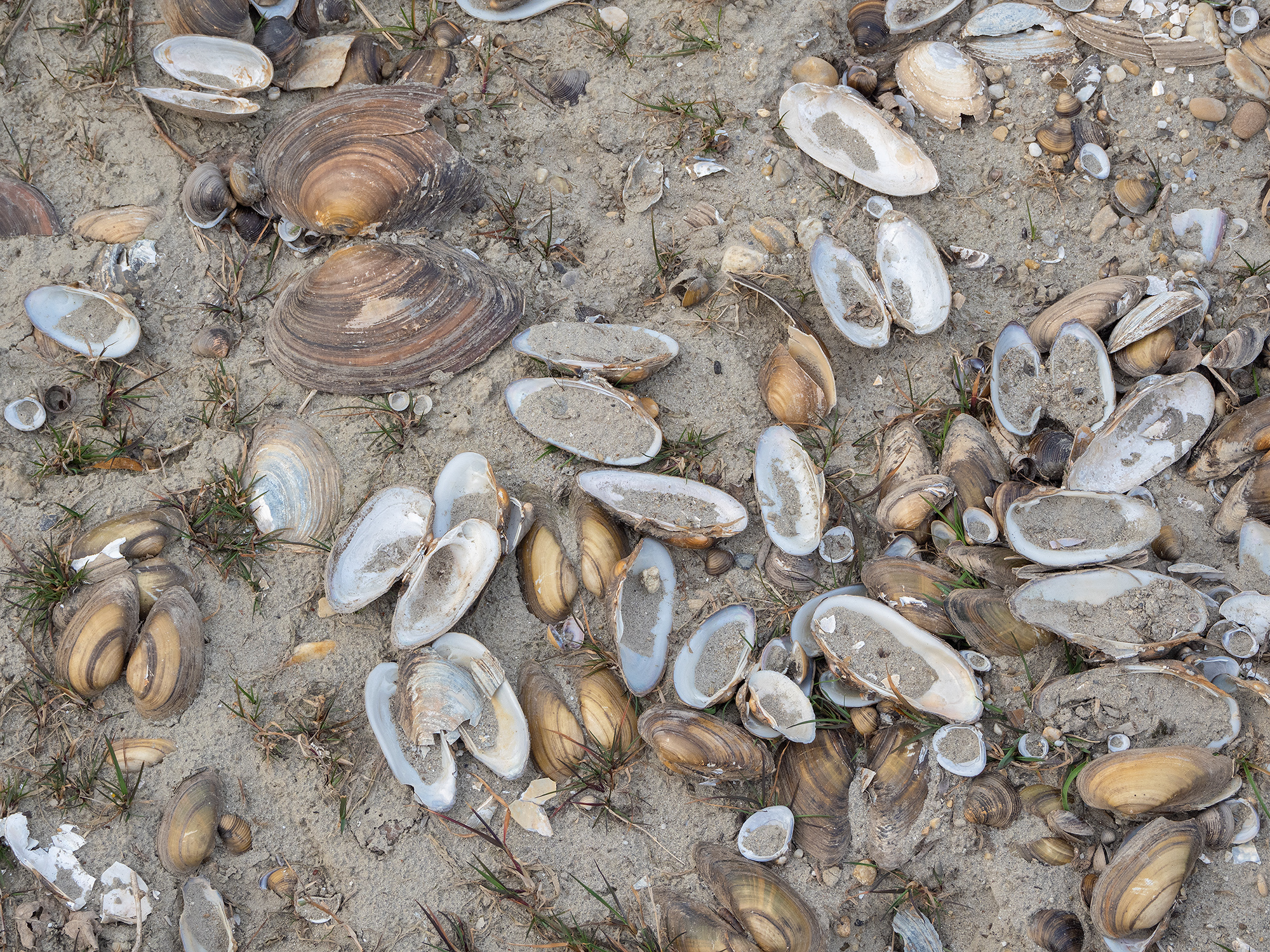 Clam