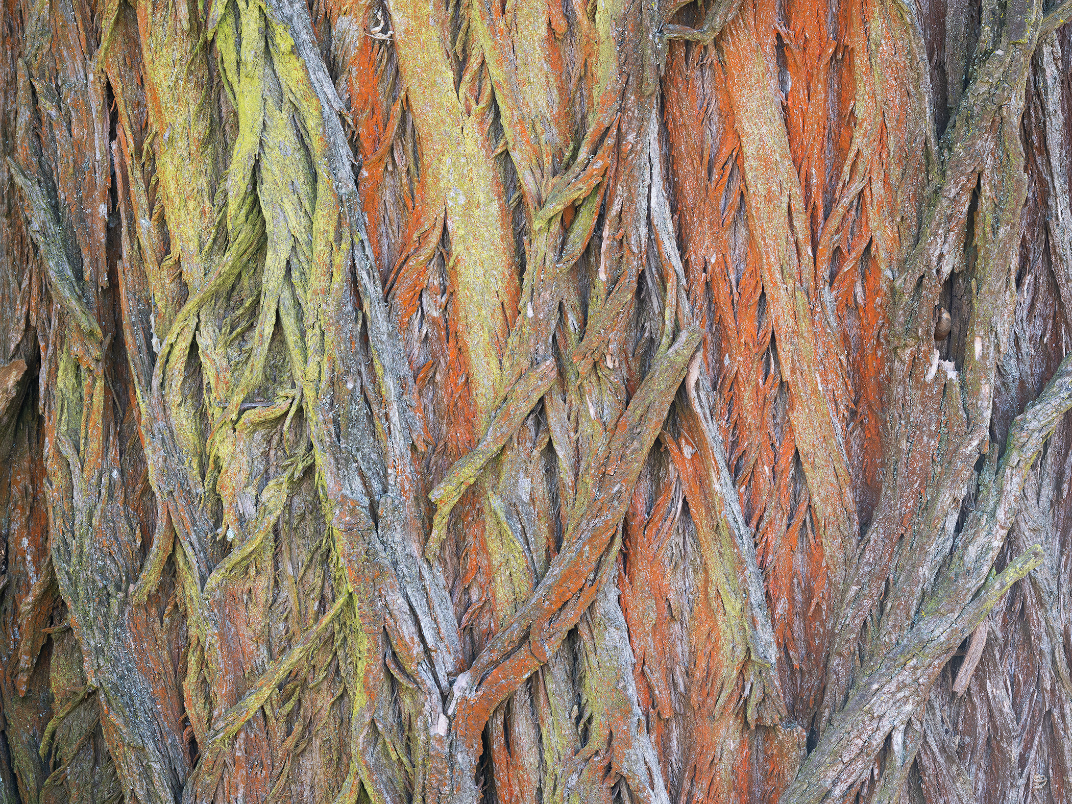 Old Willow Bark