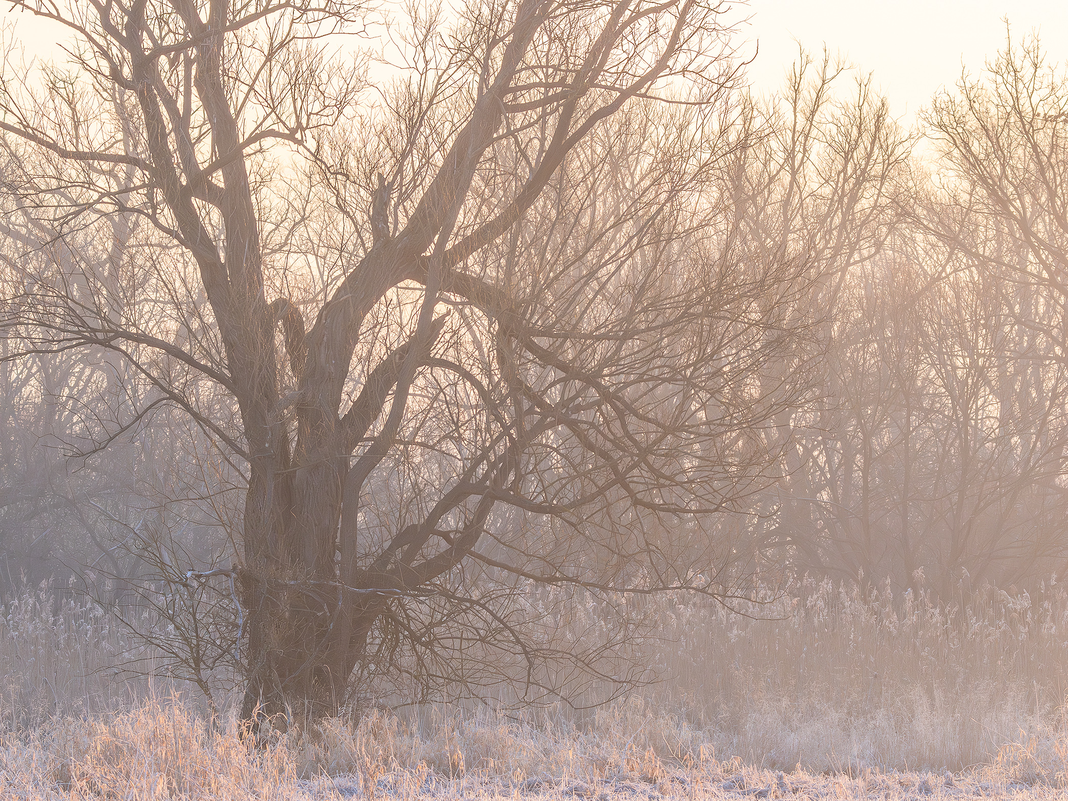 Old Willow in Early Spring