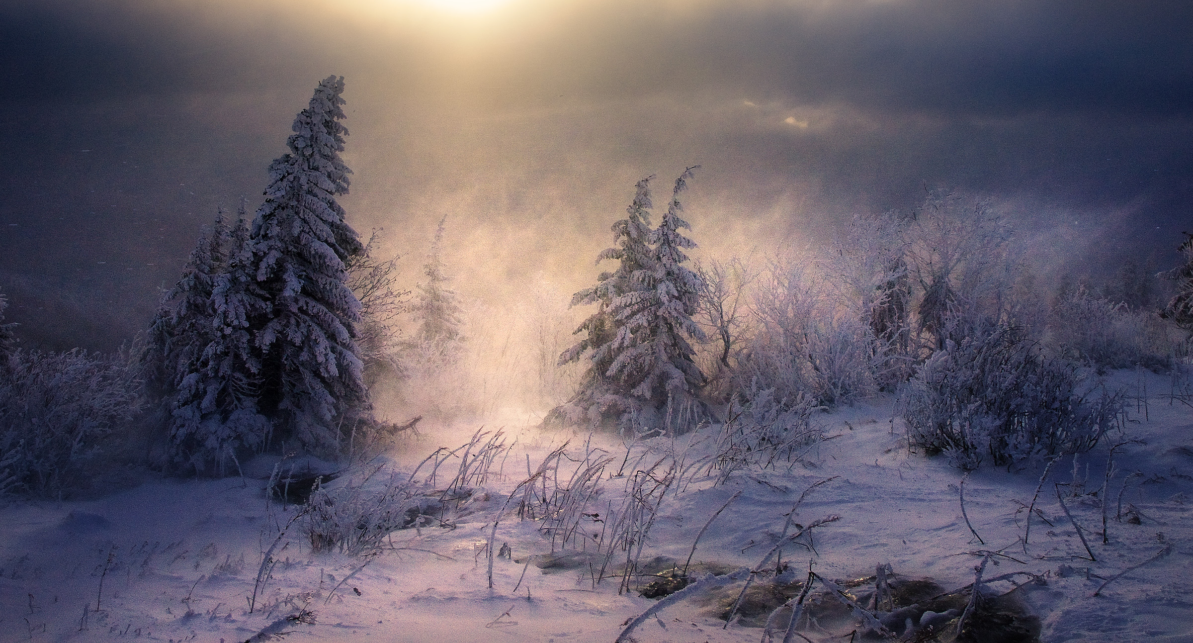 Trees in Blizzard