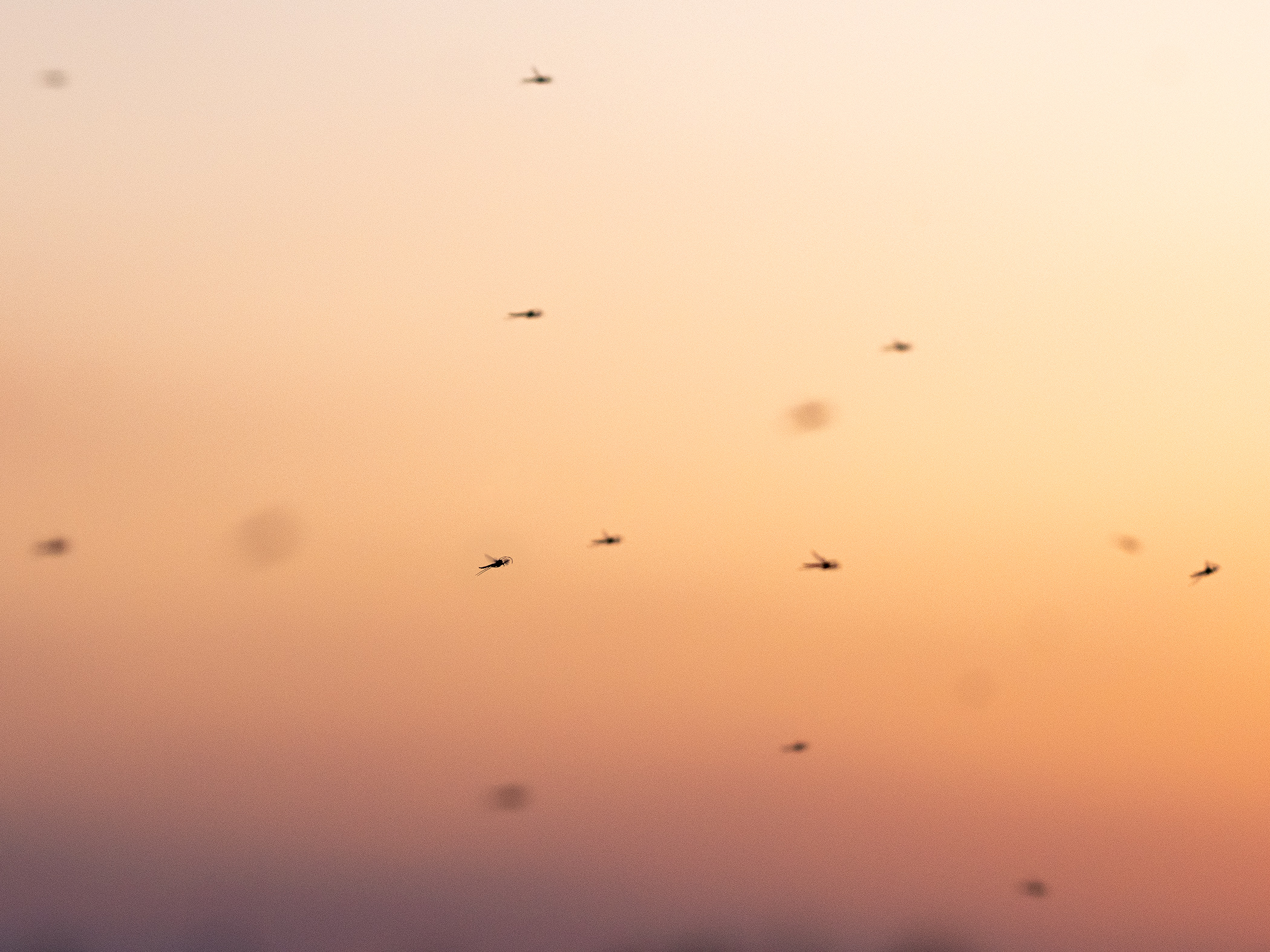 Komáři po západu slunce