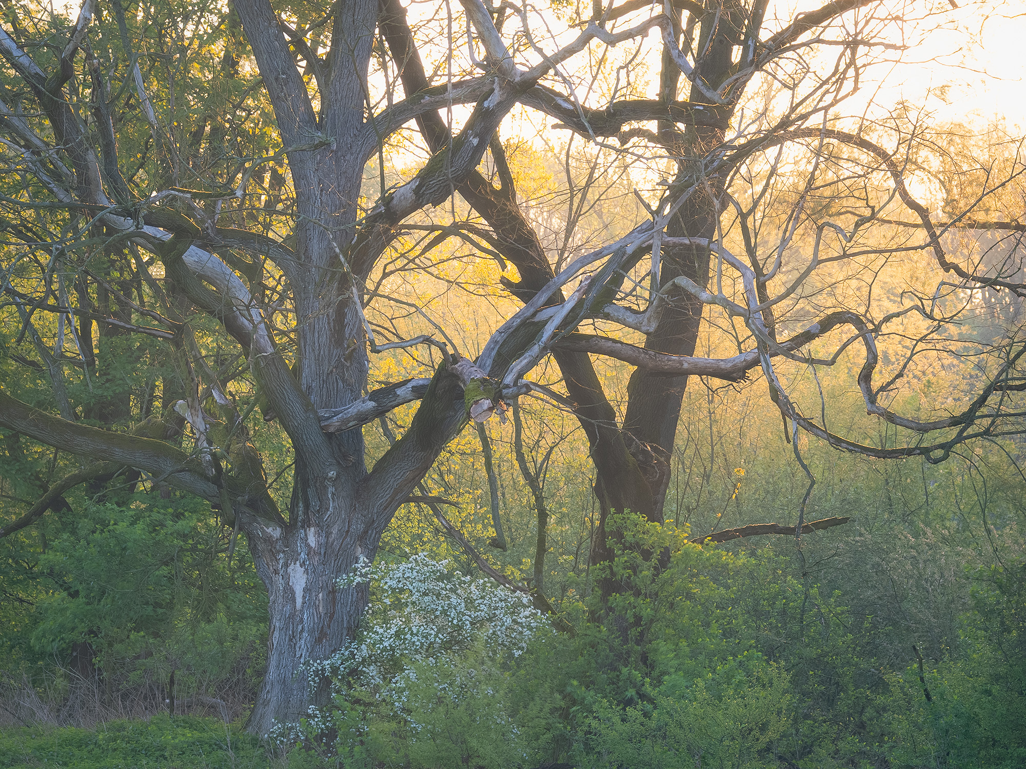 Dead Trees at Spring