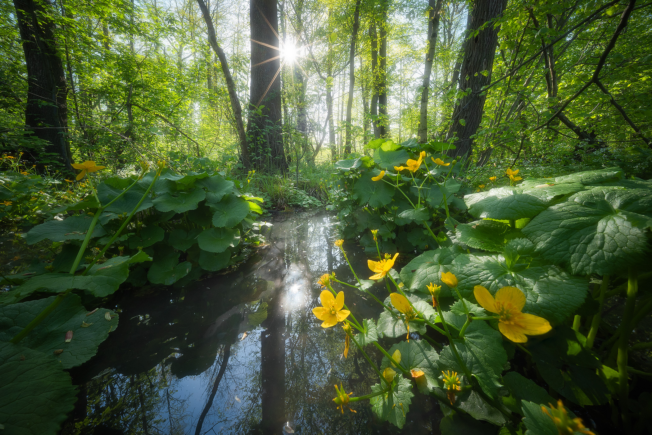 Marsh Marigold in Odra Basin