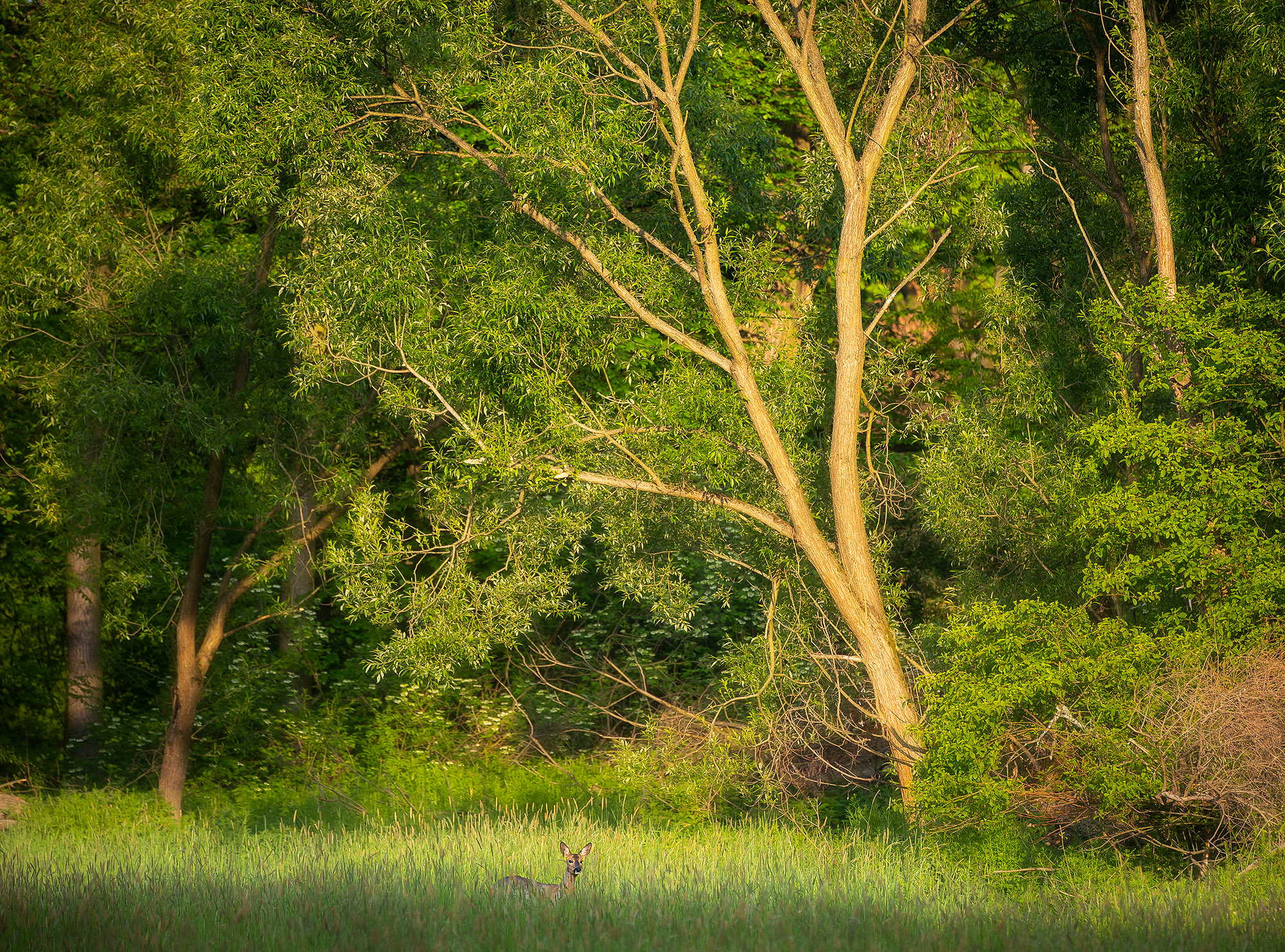 Doe at the Edge of the Forest