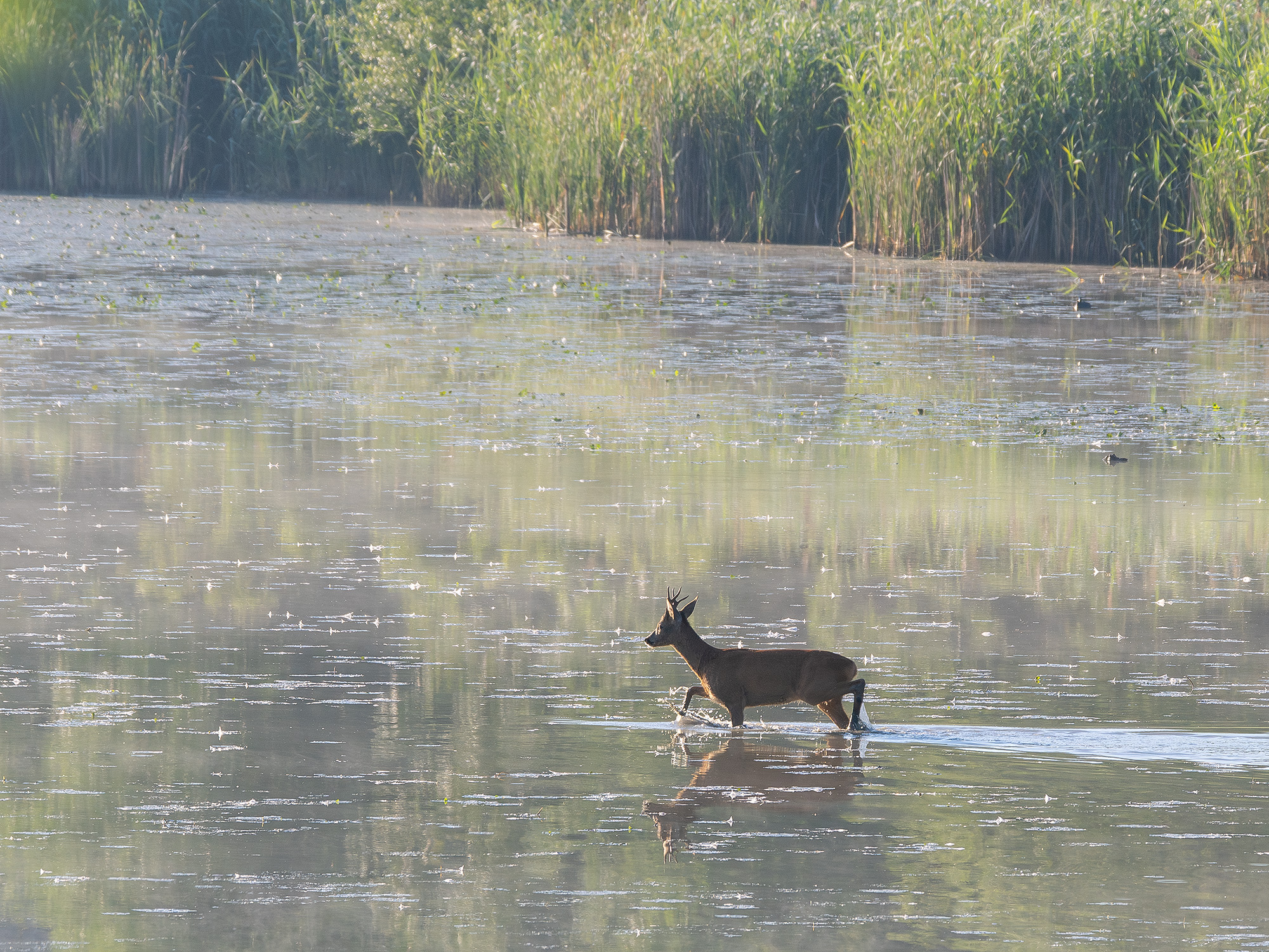 Wading Deer
