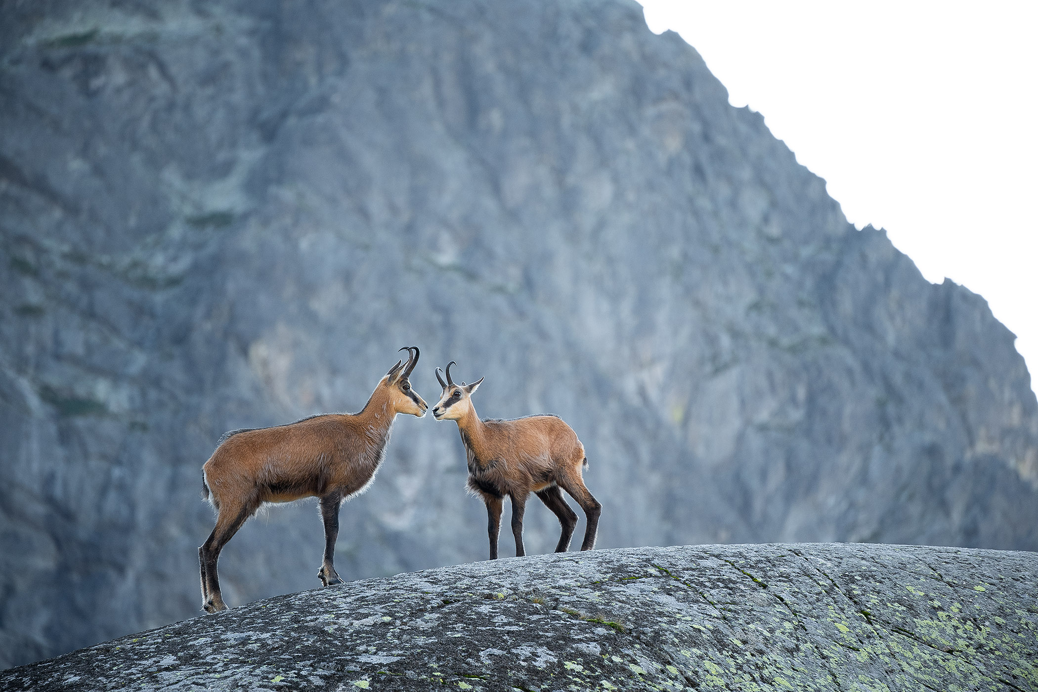 Pair of Chamois