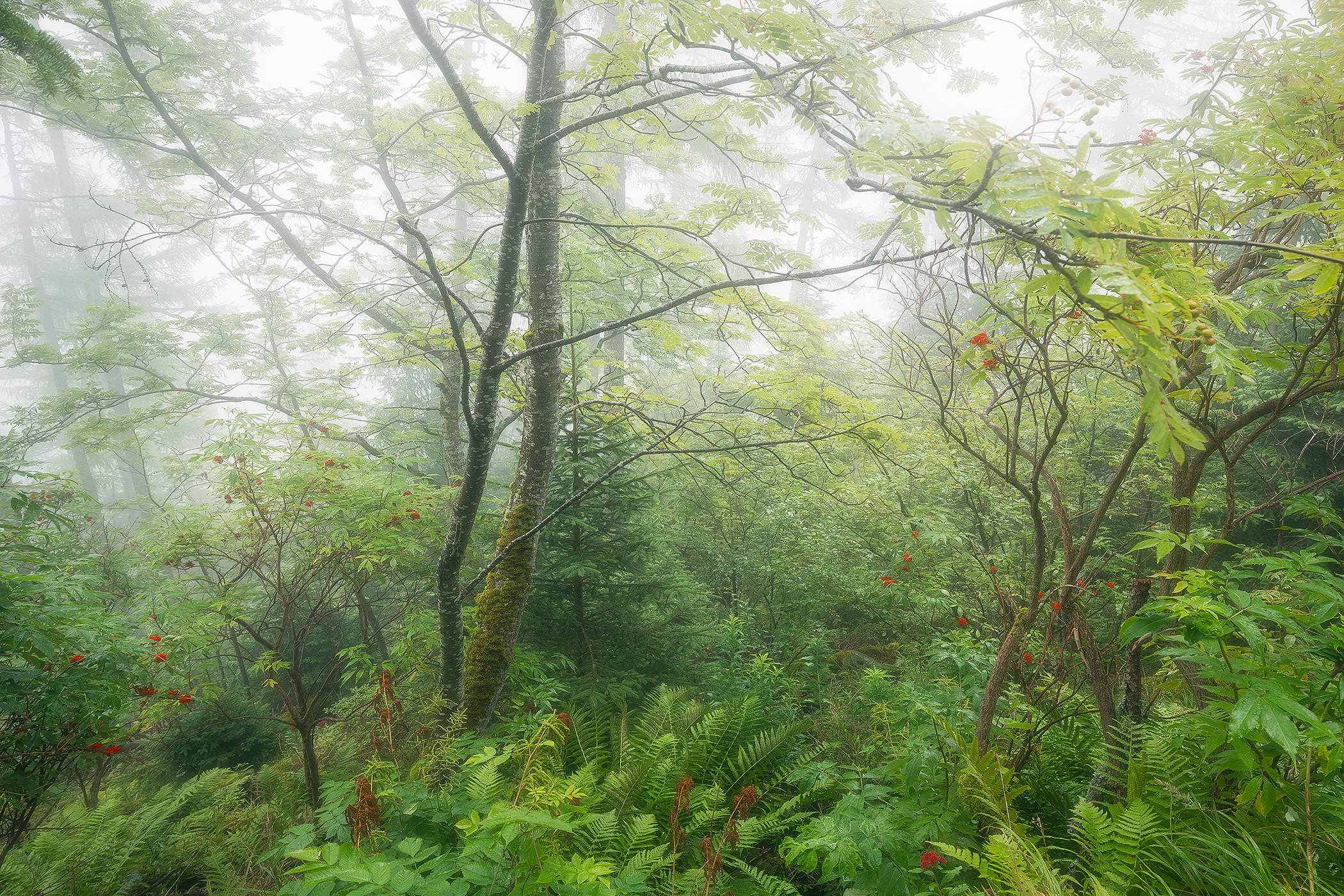 Rowan Tree in Forest