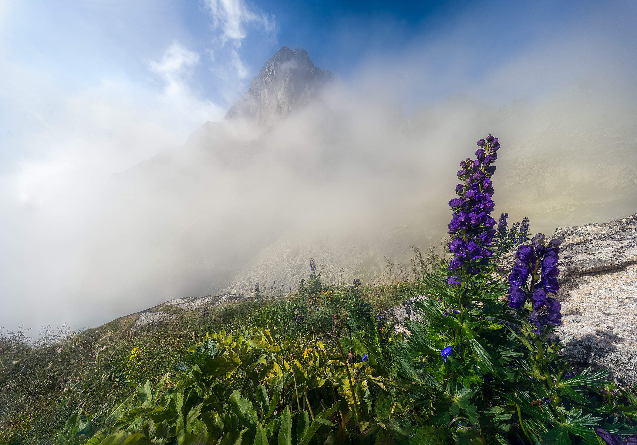 Aconitum napellus