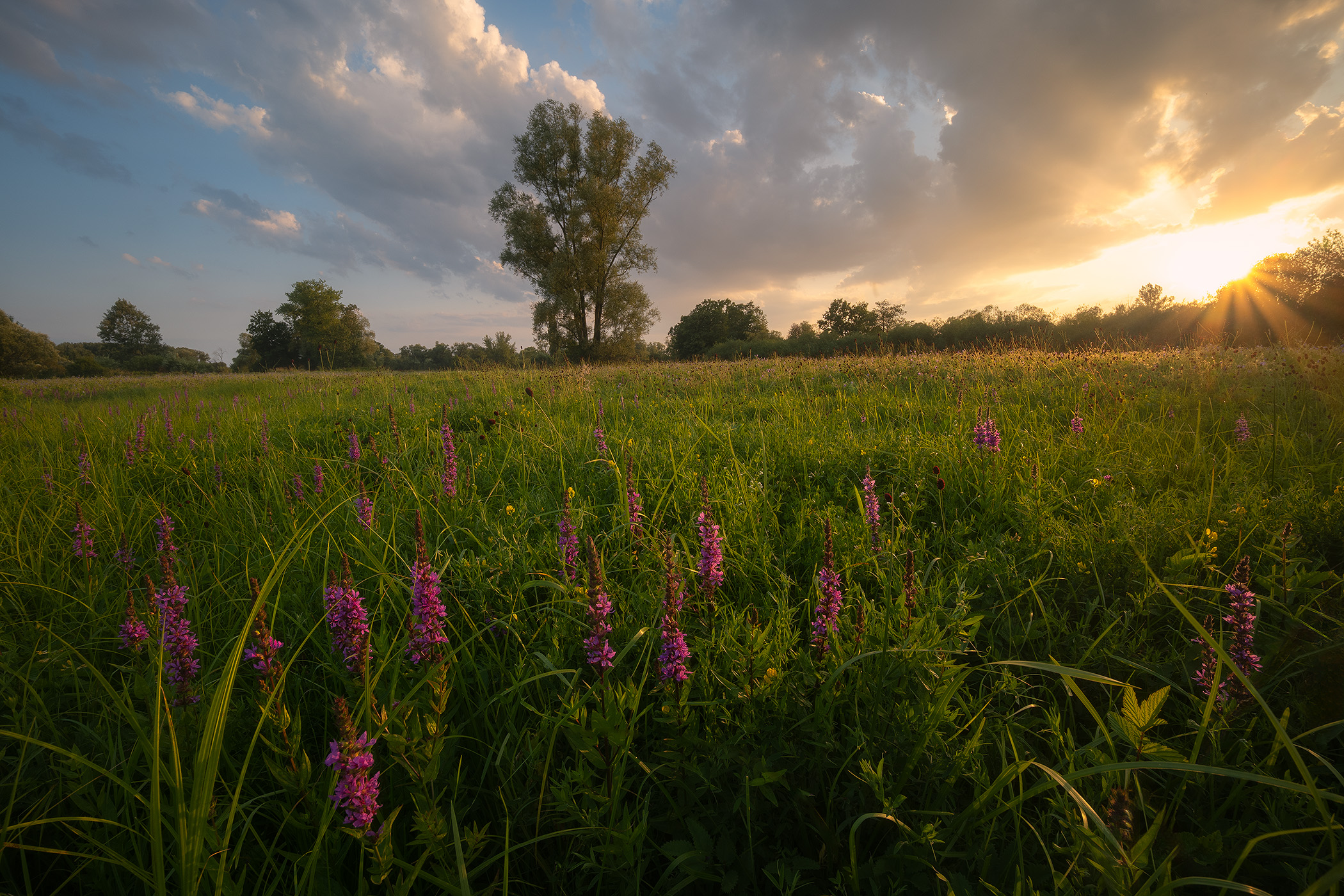 Sumer Meadows Bloom