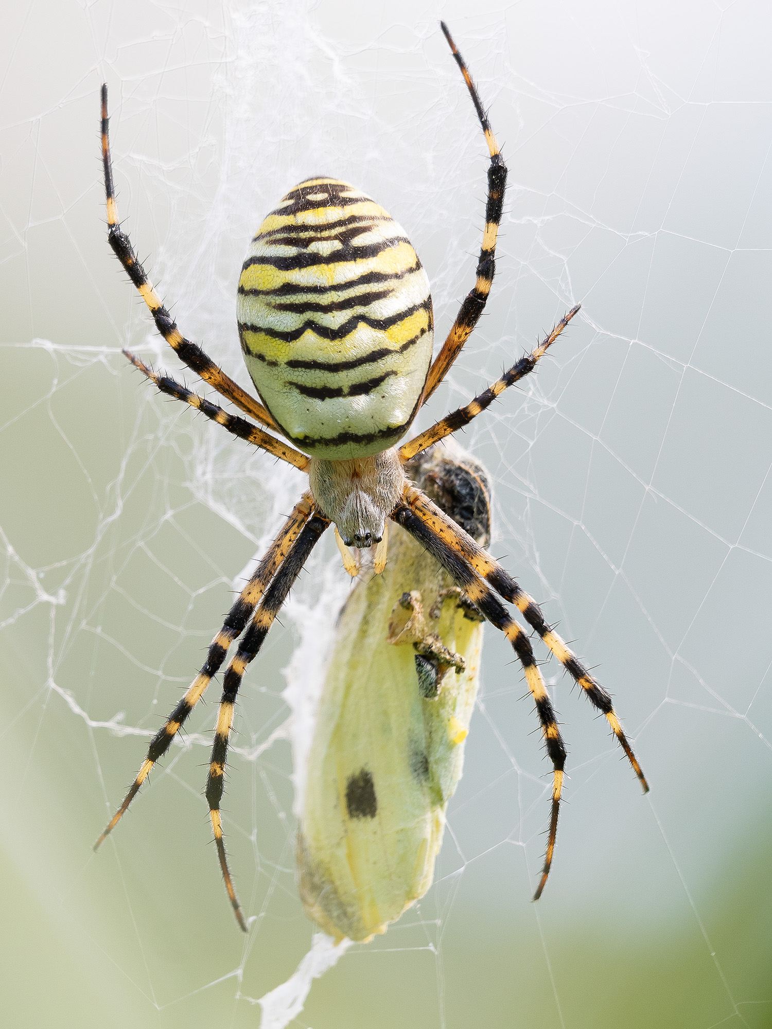 Křižák pruhovaný s kořistí