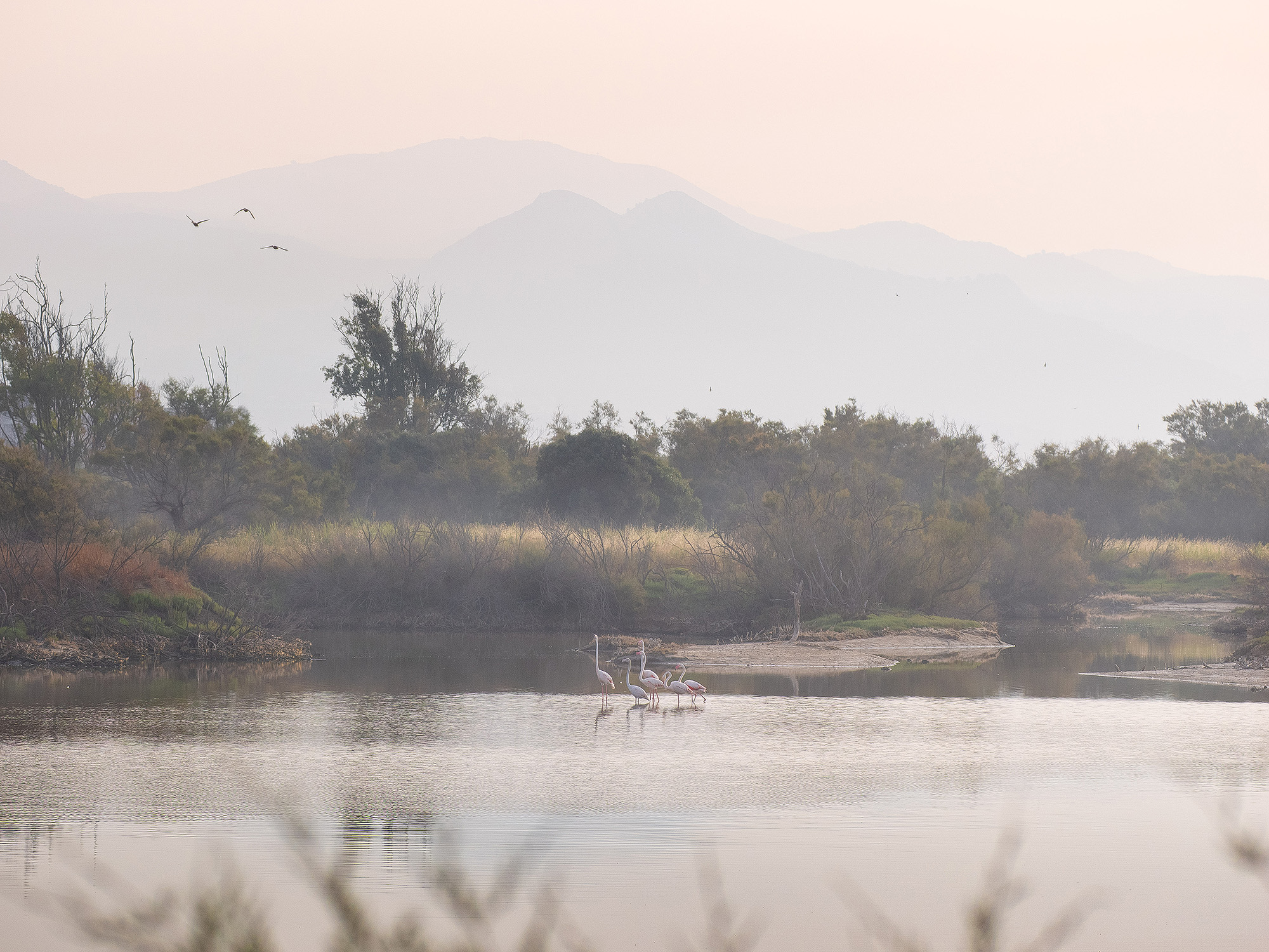 Flamingos in Spain 