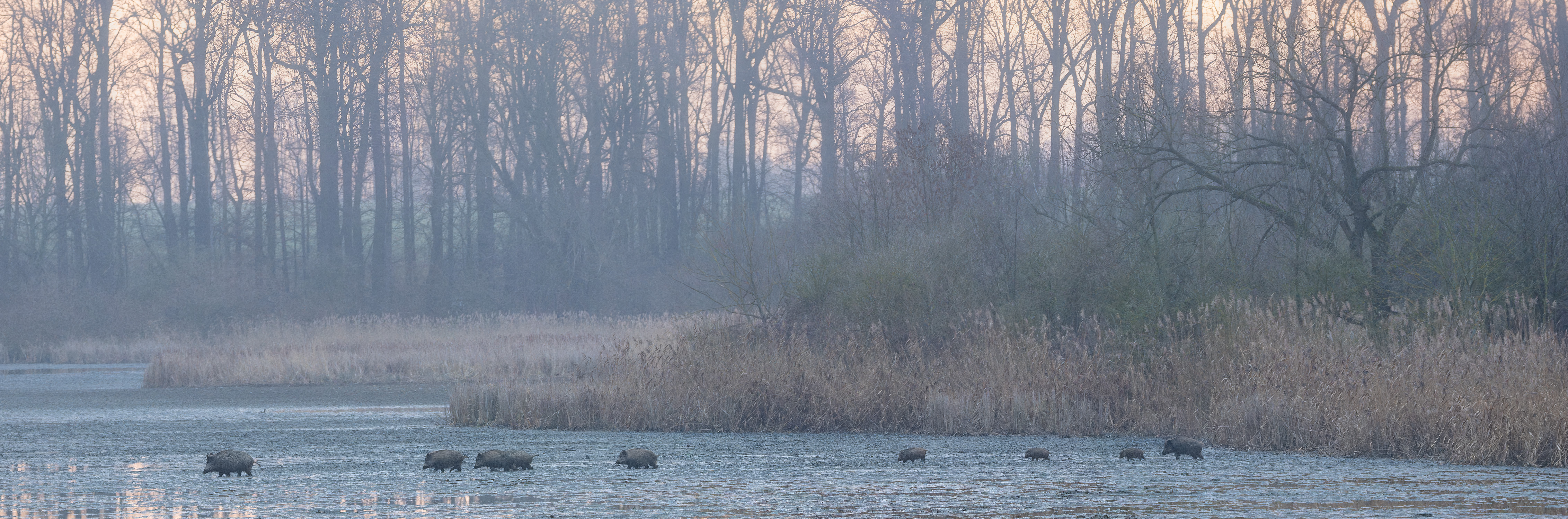 Herd of Boars