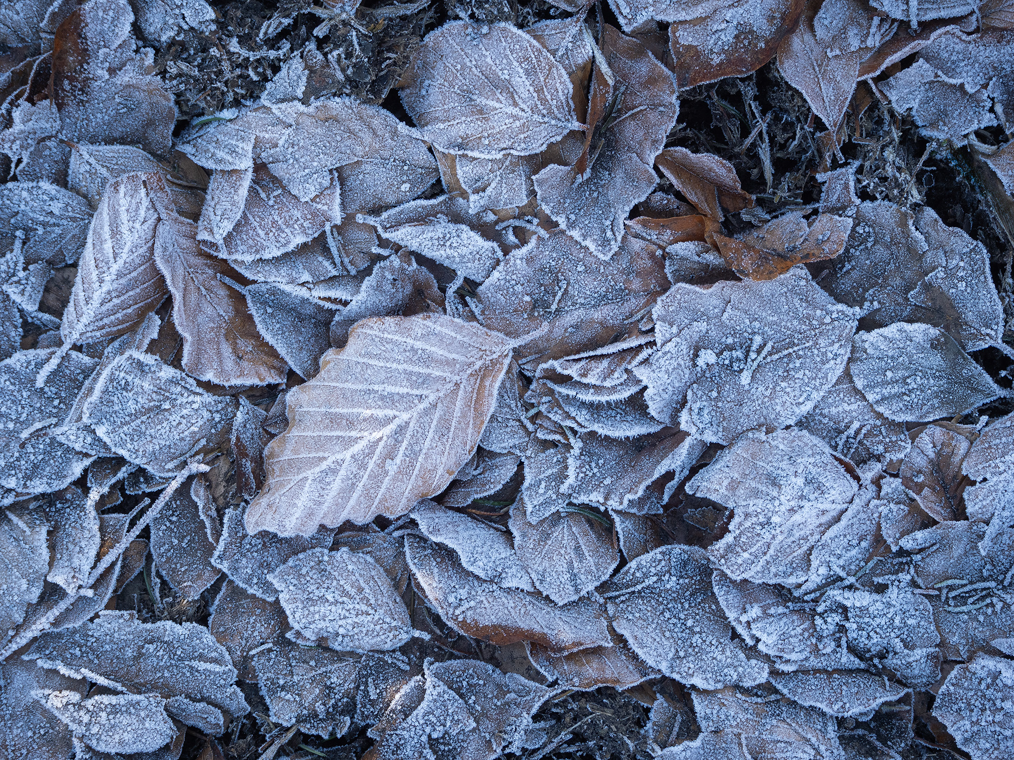 Frozen Leaves II