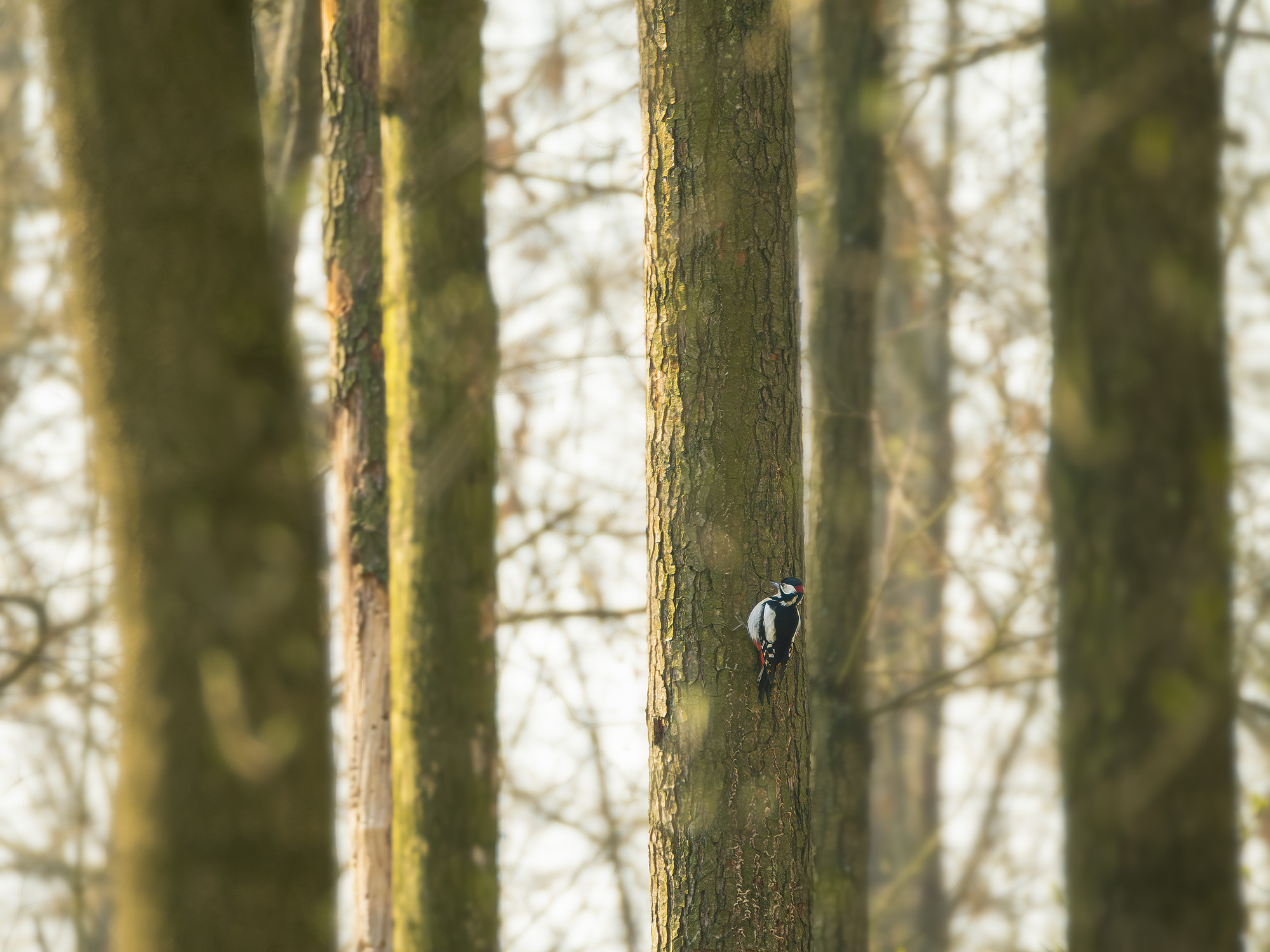 Spotted woodpecker in an alder forest
