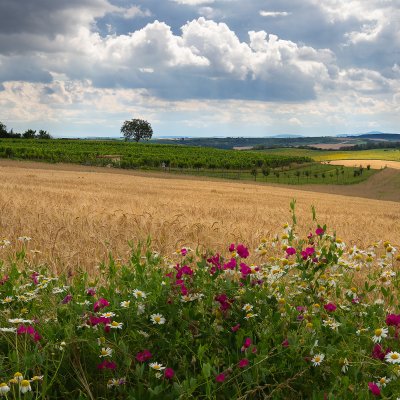 Gardens of South Moravia