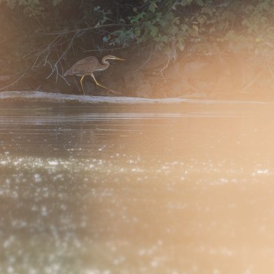 Vnitrozemská delta Dunaje