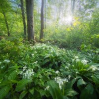 Wild Garlic