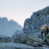 Panorama with Chamois
