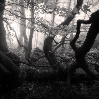 Gnarled Forest