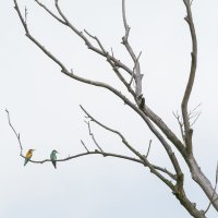 Bee-eaters on Dead Tree