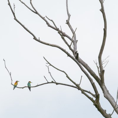Bee-eaters on Dead Tree