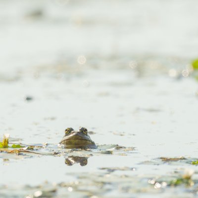 Pool Frog