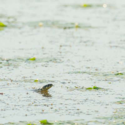 Grass Snake in Water