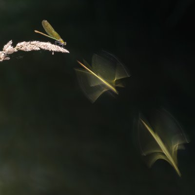 Hunting Dragonfly