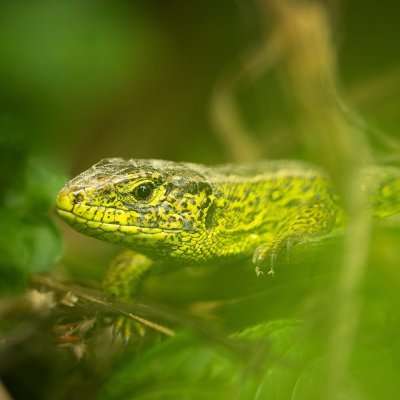 Green Lizard