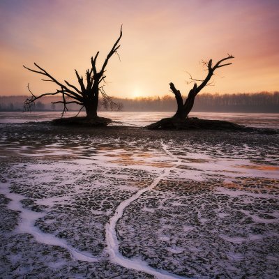 Dying Trees