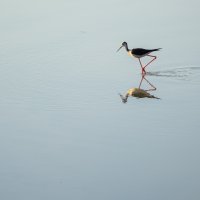 Black-winged Stilt II
