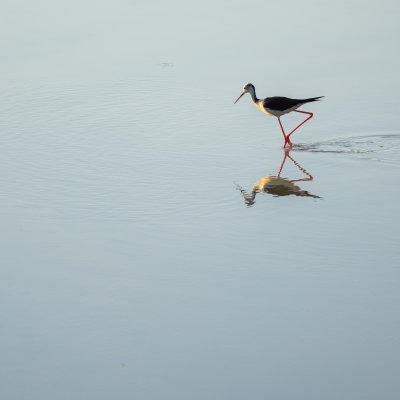 Black-winged Stilt II