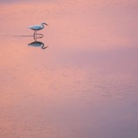 Little Egret