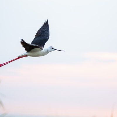 In Flight