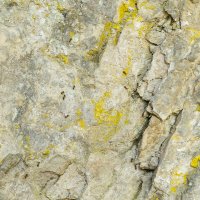 Ants on Lichen Rock