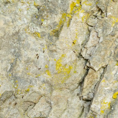 Ants on Lichen Rock