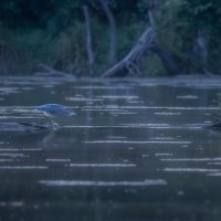 Nigh Heron after Dark