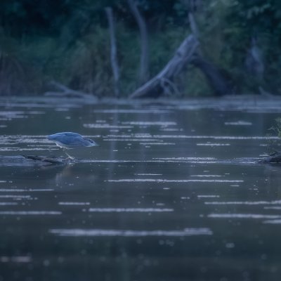 Nigh Heron after Dark