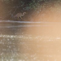Purple Heron