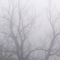 Bird of prey in Mist