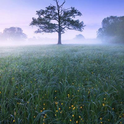 Lone Tree