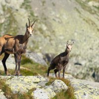 Chamois Family